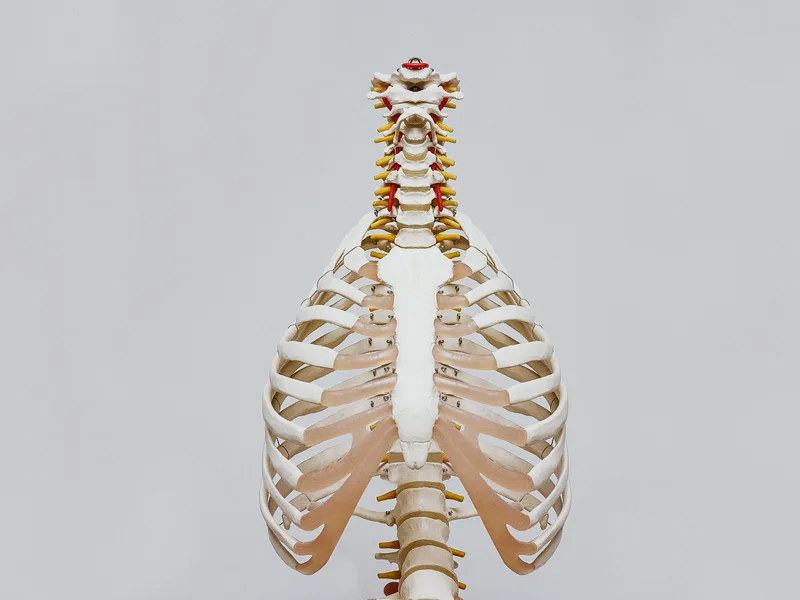 How X-Rays works at True North Chiropractic Center